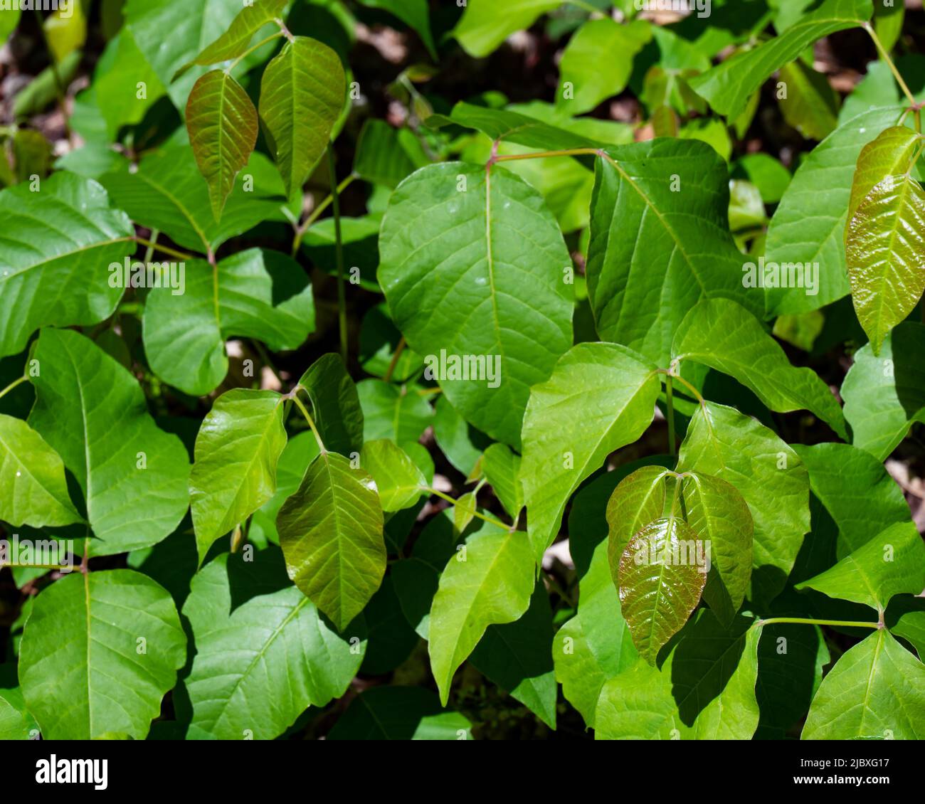 Ein Fleck von Giftefeu, einer allergenen Pflanze, Toxicodendron radicans, die in den Adirondack Mountains, NY USA, wächst und Kontaktdermatitis verursacht Stockfoto