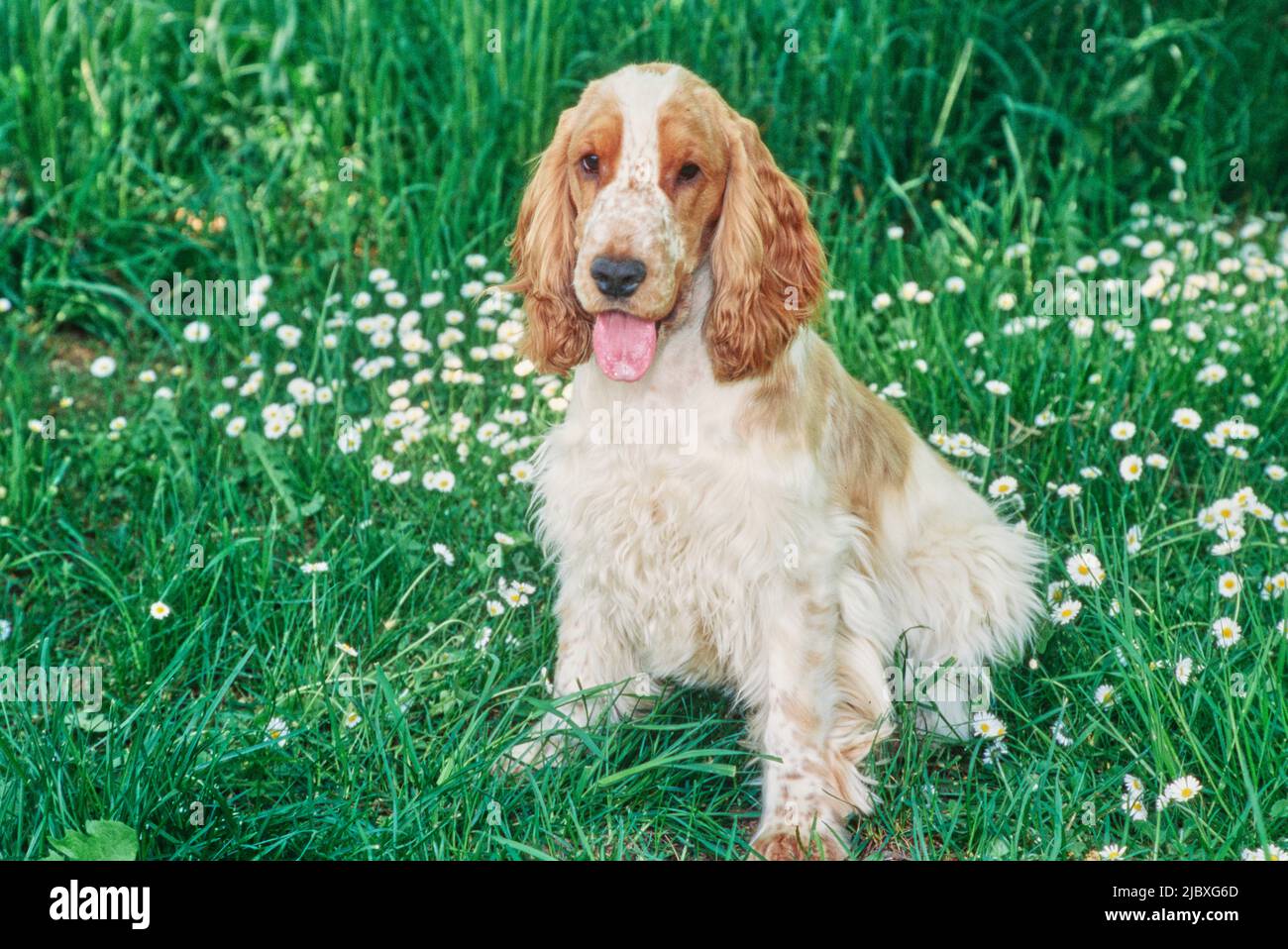 Ein rot-weißer englischer Cocker-Spaniel, der im grünen Gras mit weißen Wildblumen sitzt Stockfoto
