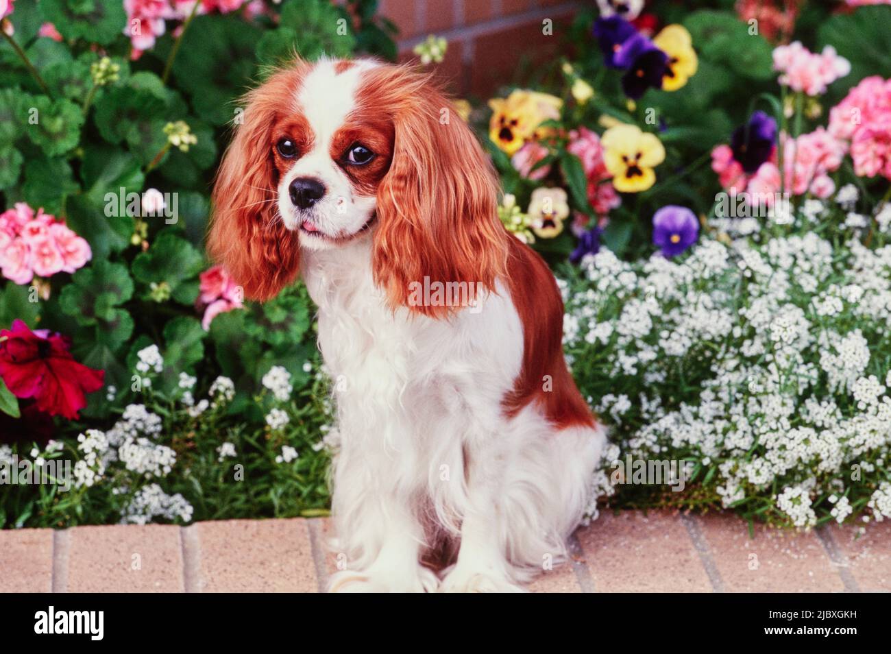 Ein Kavalier König Charles Spaniel sitzt auf einem Ziegeltopfer mit bunten Blumen Stockfoto