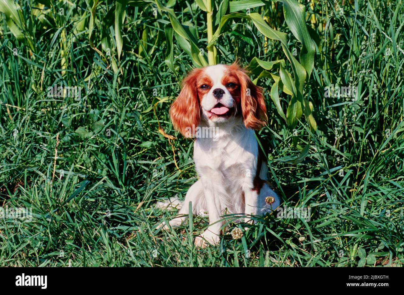 Ein Kavalierkönig Charles Spaniel sitzt im Gras Stockfoto