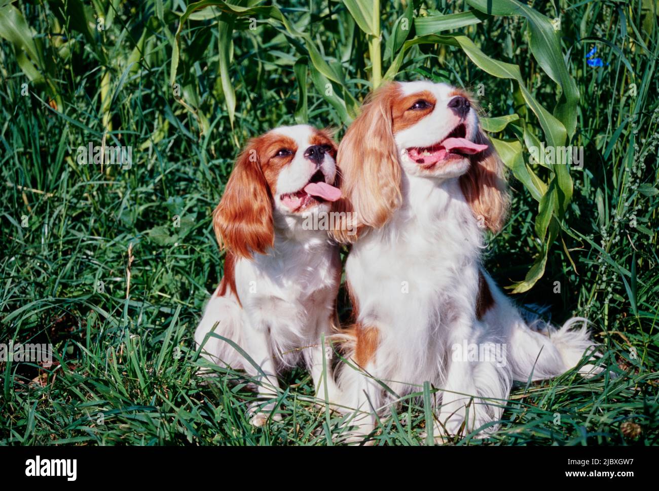 Zwei Cavalier King Charles Spaniels sitzen im Grünen Stockfoto