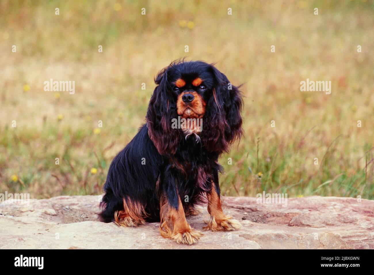 Ein Cavalier King Charles Spaniel sitzt auf einem Felsen mit einem grasbewachsenen Feld im Hintergrund Stockfoto