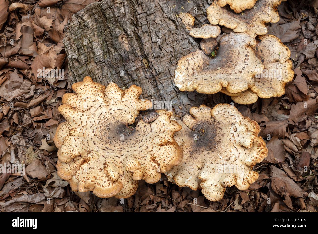 Dryads Saddle Mushroom, wächst aus einem toten Baumstumpf, Hartwick Pines SF, Michigan, Spring, von James D Coppinger/Dembinsky Photo Assoc Stockfoto