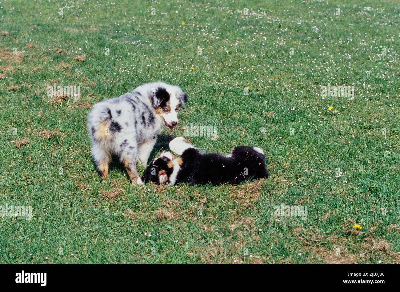 Zwei australische Schäferhunde, die auf einem Rasen spielen Stockfoto