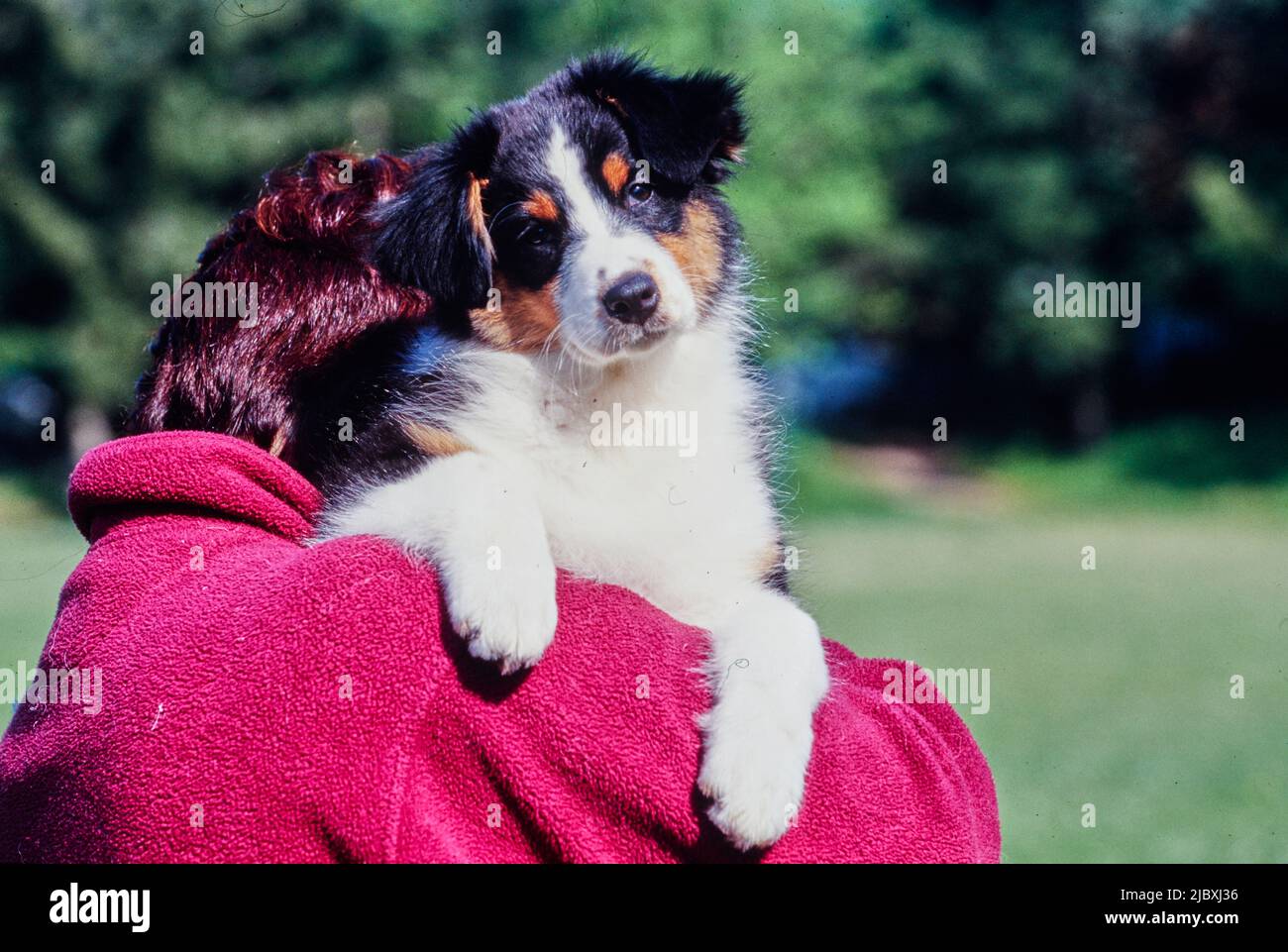 Ein australischer Schäferhund, der auf der Schulter getragen wird Stockfoto