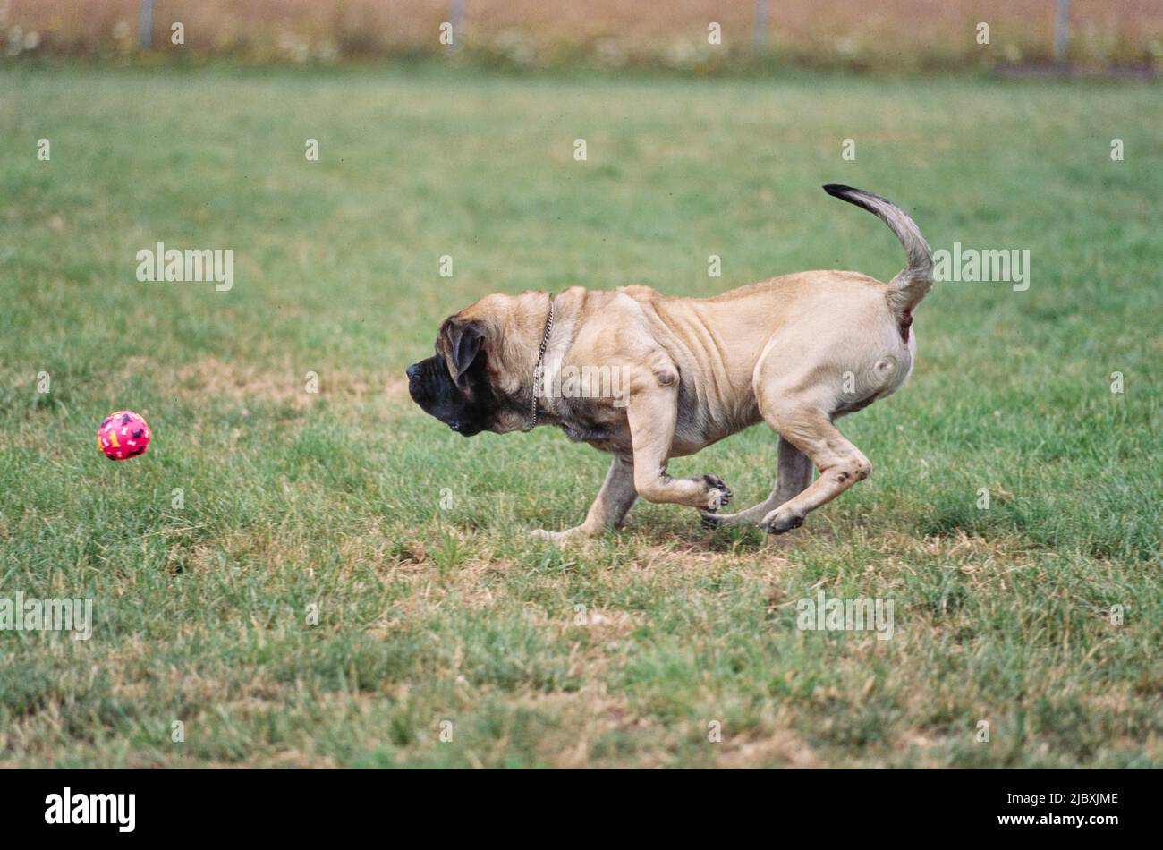Ein englischer Mastiff jagt eine rote Kugel auf einem grasbewachsenen Feld Stockfoto