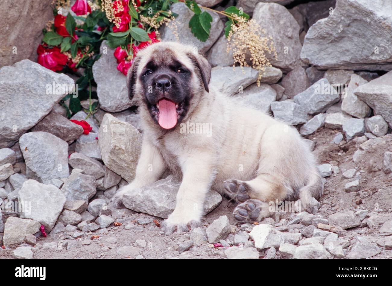 Ein englischer Dogge in einem felsigen Garten mit roten Blumen im Hintergrund Stockfoto