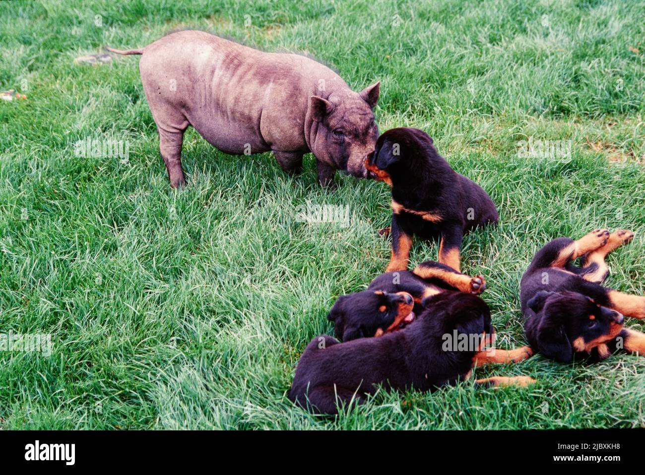 Rottweiler Welpenhunde und ein Schwein Stockfoto