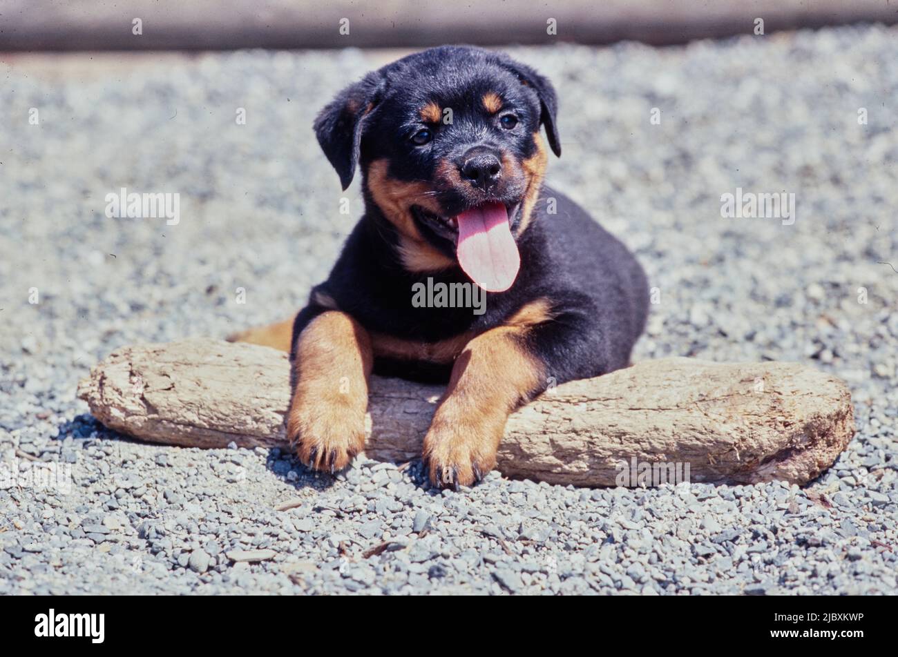 Ein rottweiler Welpenhund, der auf einem großen Stock in einem Kiesbett liegt Stockfoto