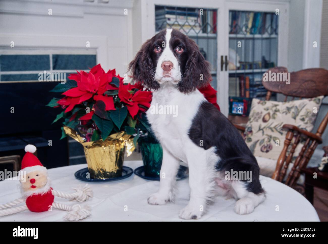 Ein englischer springer-Spaniel, der auf einer weißen Oberfläche mit Weihnachtsdekorationen im Hintergrund sitzt Stockfoto
