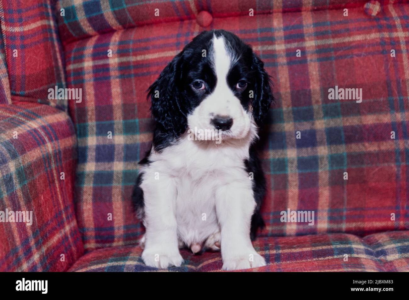 Ein englischer springer-Spaniel-Welpe, der auf einem karierten Sofa sitzt Stockfoto