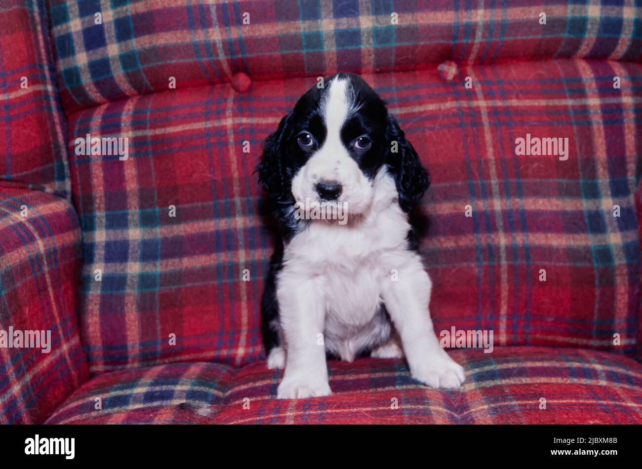 Ein englischer springer-Spaniel-Welpe, der auf einem karierten Sofa sitzt Stockfoto