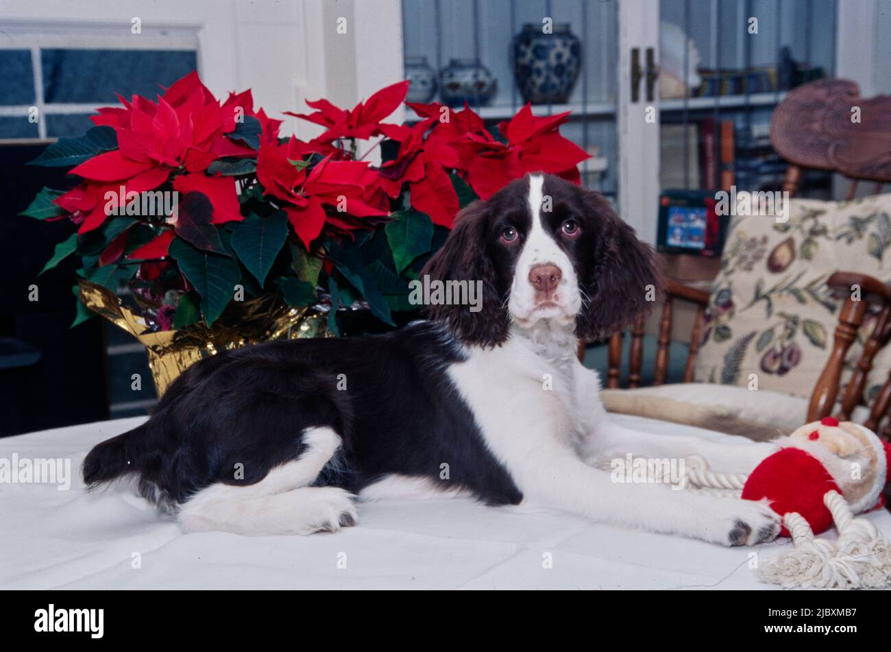 Ein englischer springer Spaniel, der auf einer weißen Oberfläche mit Weihnachtsschmuck im Hintergrund liegt Stockfoto