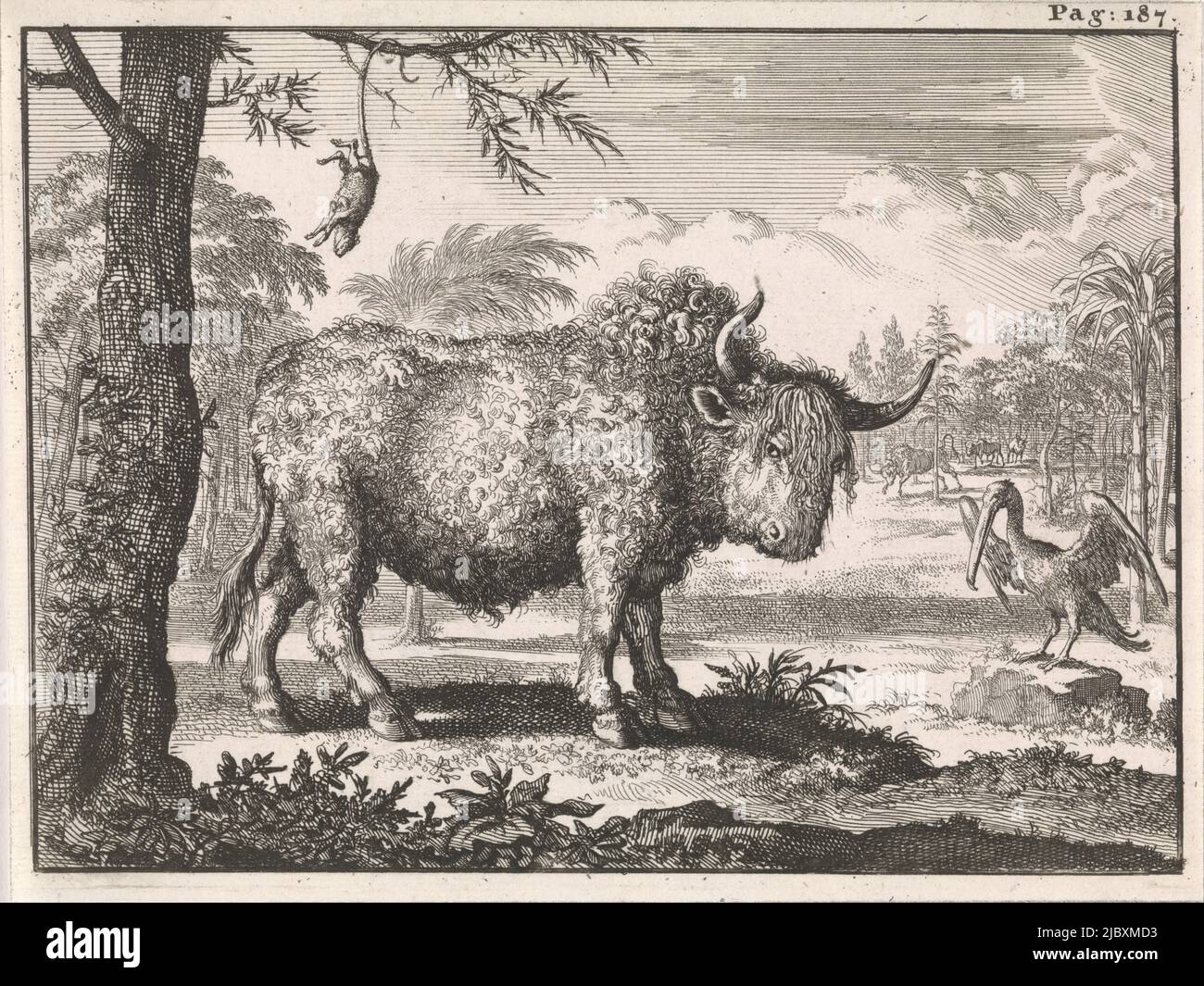 Druck markiert oben rechts: Pag: 187., Bison, Oppoum und ein Pelikan in einer exotischen Landschaft, Druckerei: Caspar Luyken, Verlag: Willem Broedelet, Druckerei: Amsterdam, Verlag: Utrecht, 1697, Papier, Radierung, H 133 mm × B 176 mm Stockfoto