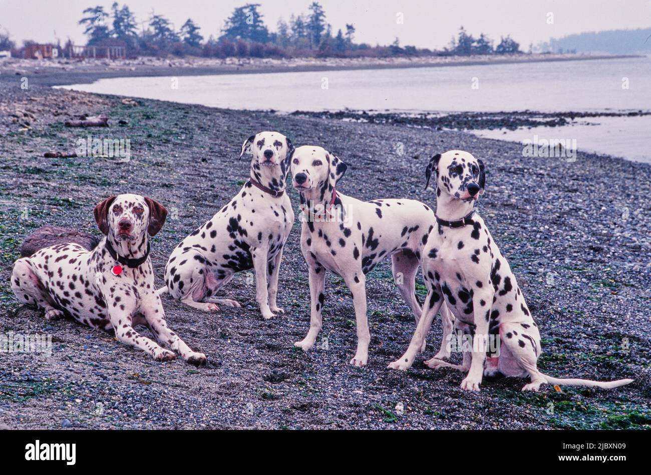 Vier Dalmatianer an einem Ufer Stockfoto