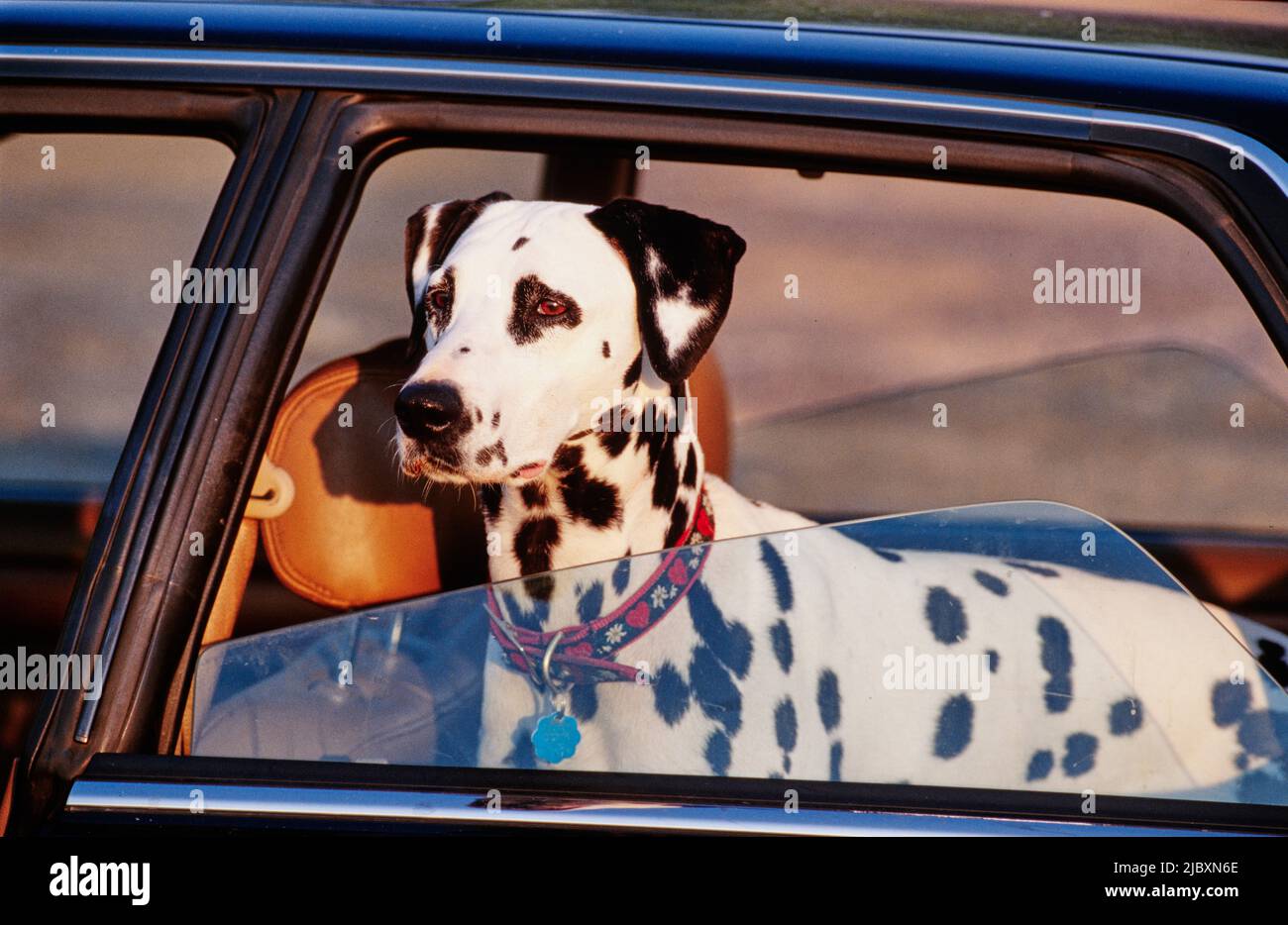 Dalmatiner in einem Auto mit dem Fenster nach unten Stockfoto