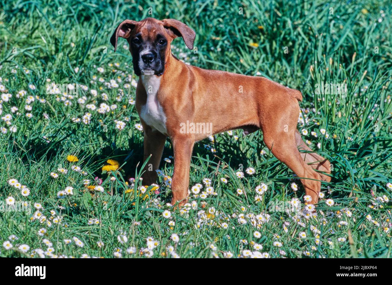 Boxer Welpe Hund steht in einem Feld von Wildblumen Stockfoto