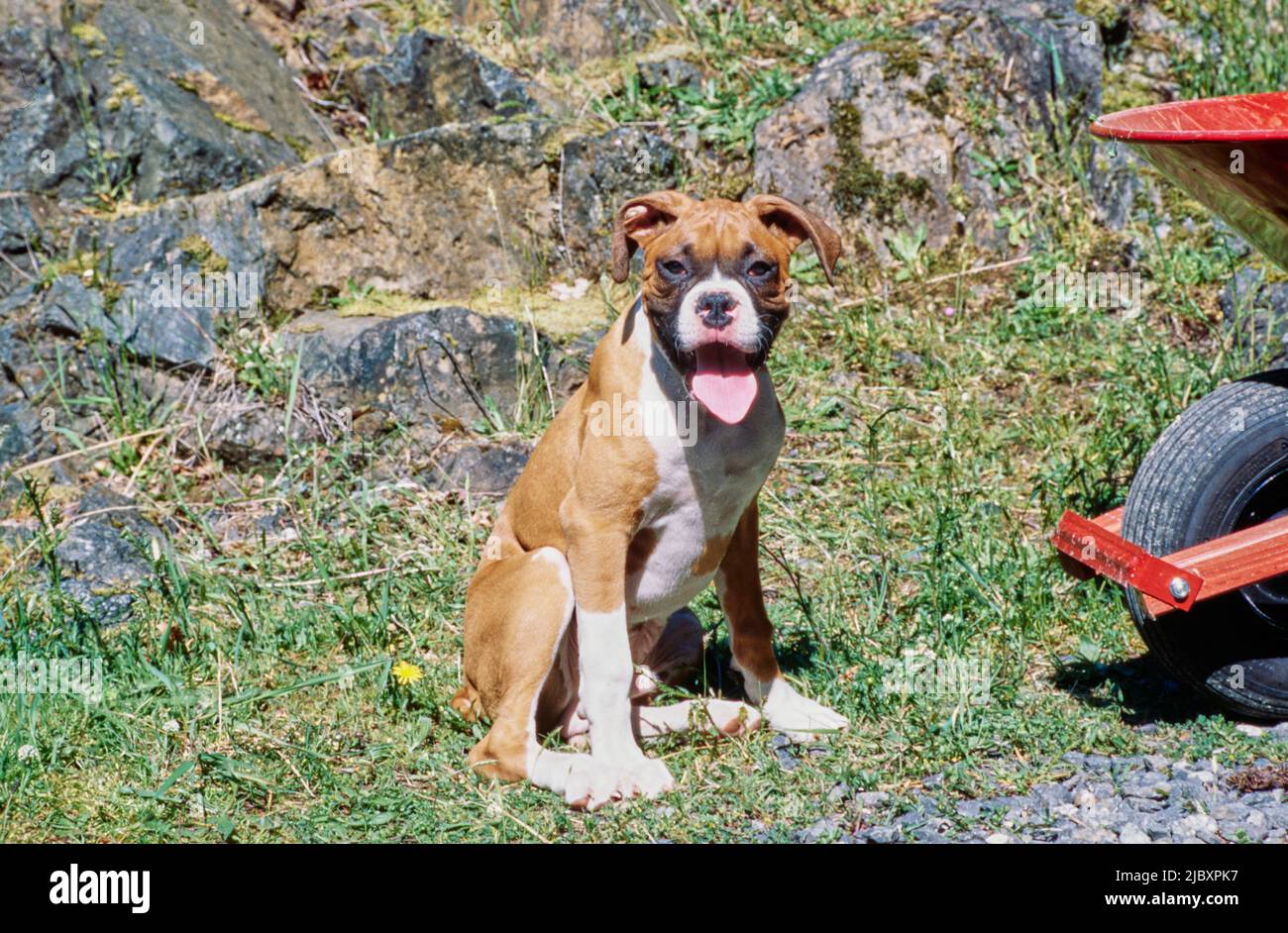 Ein Boxer-Welpenhund, der neben einer roten Schubkarre in einem felsigen Feld sitzt Stockfoto