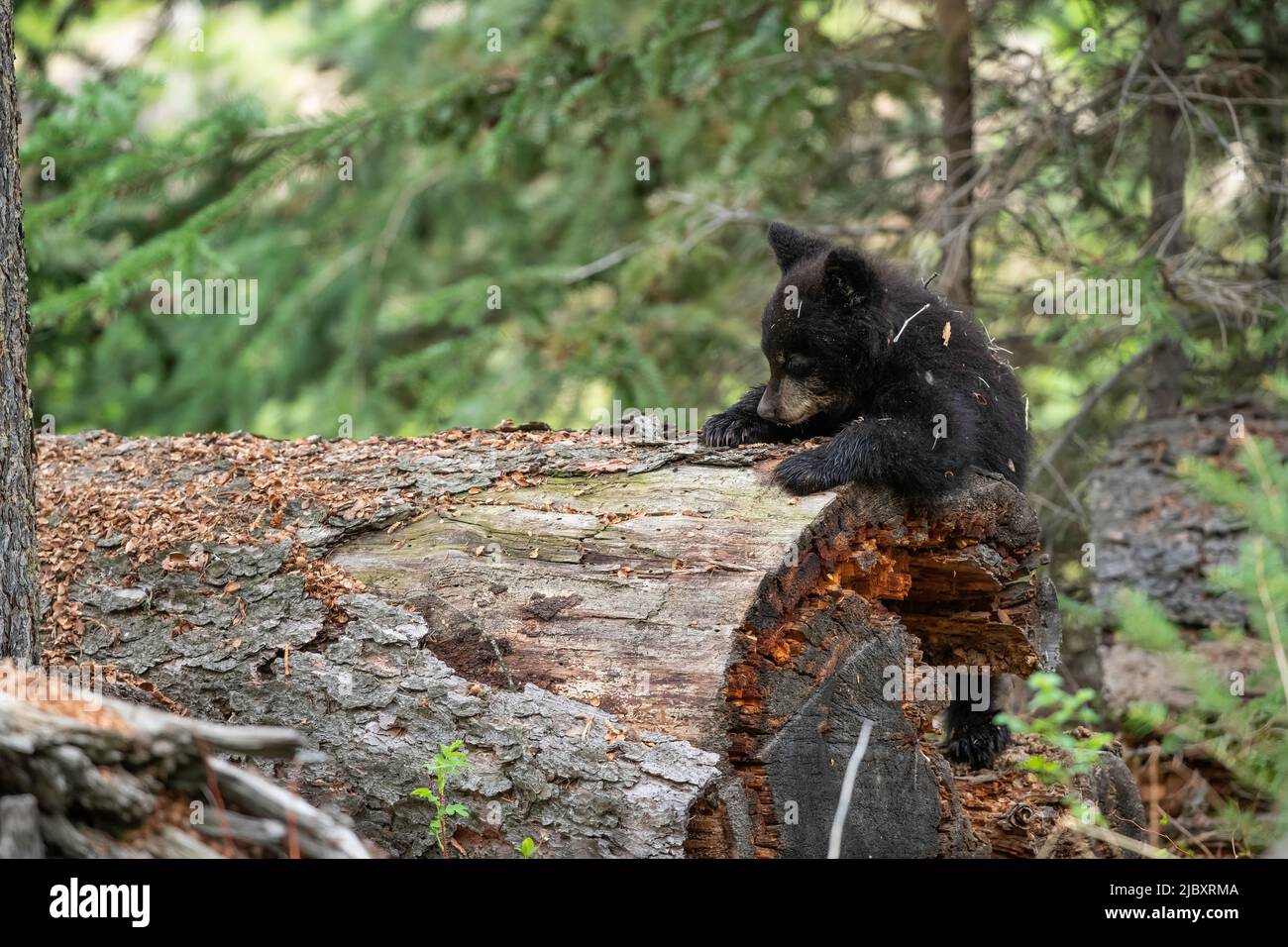 Schwarzbärenjunge auf Baumstamm, Yellowstone Stockfoto