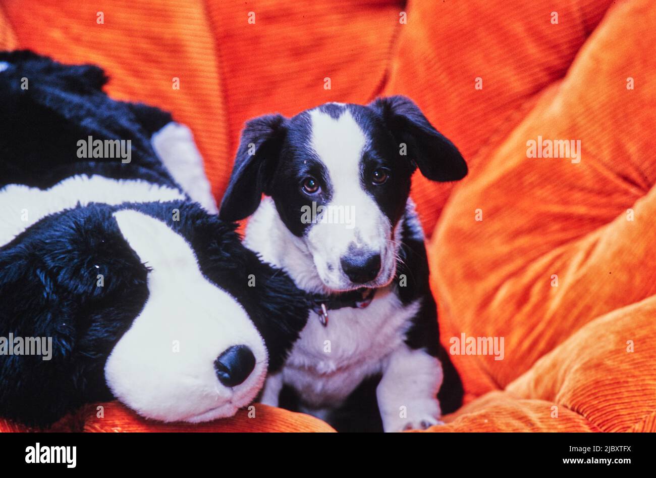 Schwarz-weißer Corgi-Welpe in orangefarbenem Stuhl mit Stofftier Stockfoto