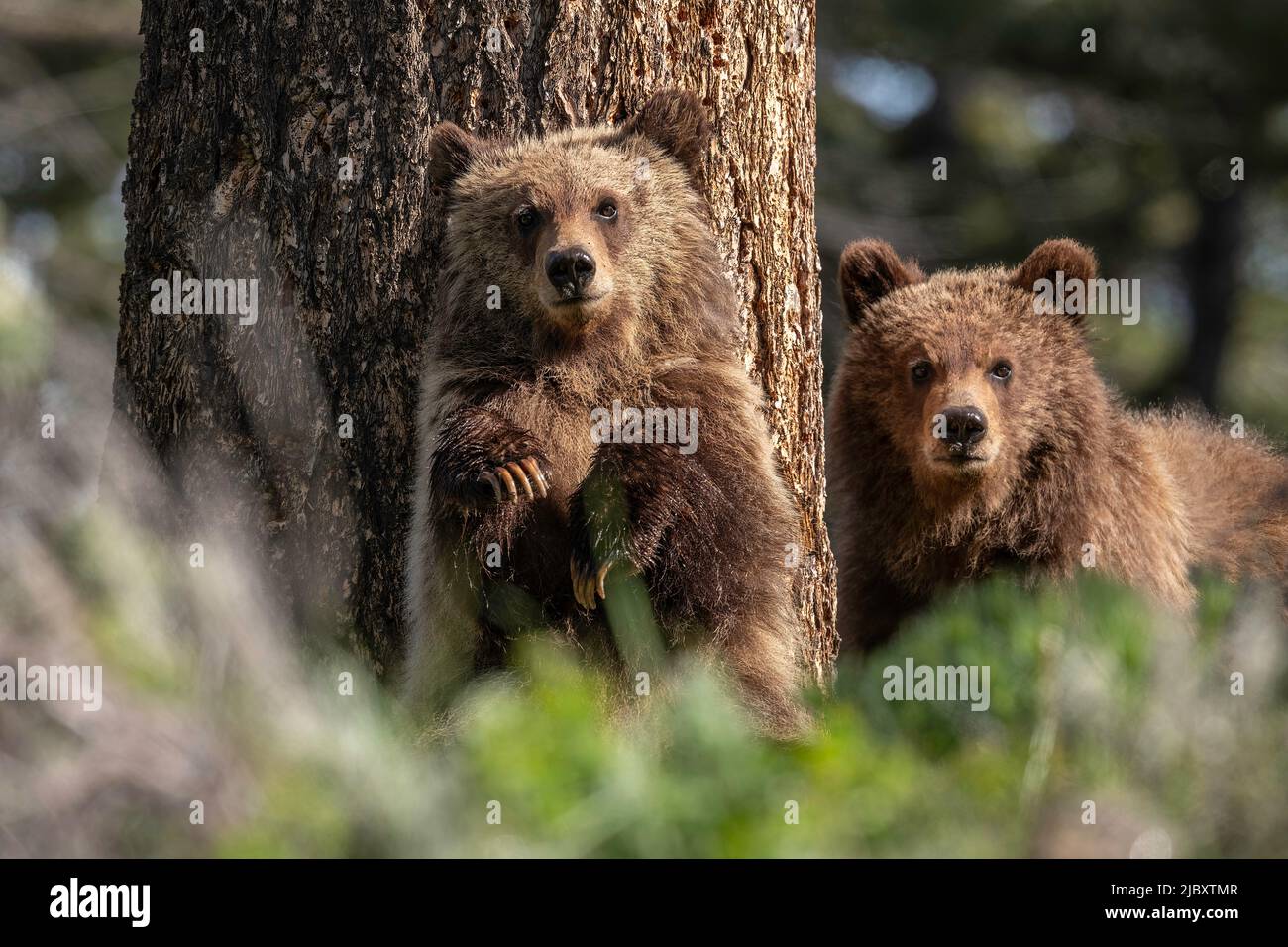 Grizzly Bear, Lamar Valley, Yellowstone Stockfoto