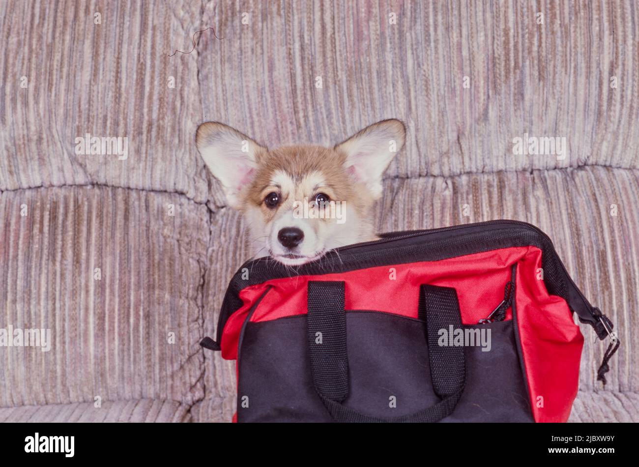 Corgi auf der Couch in rot-schwarzer Tasche Stockfoto
