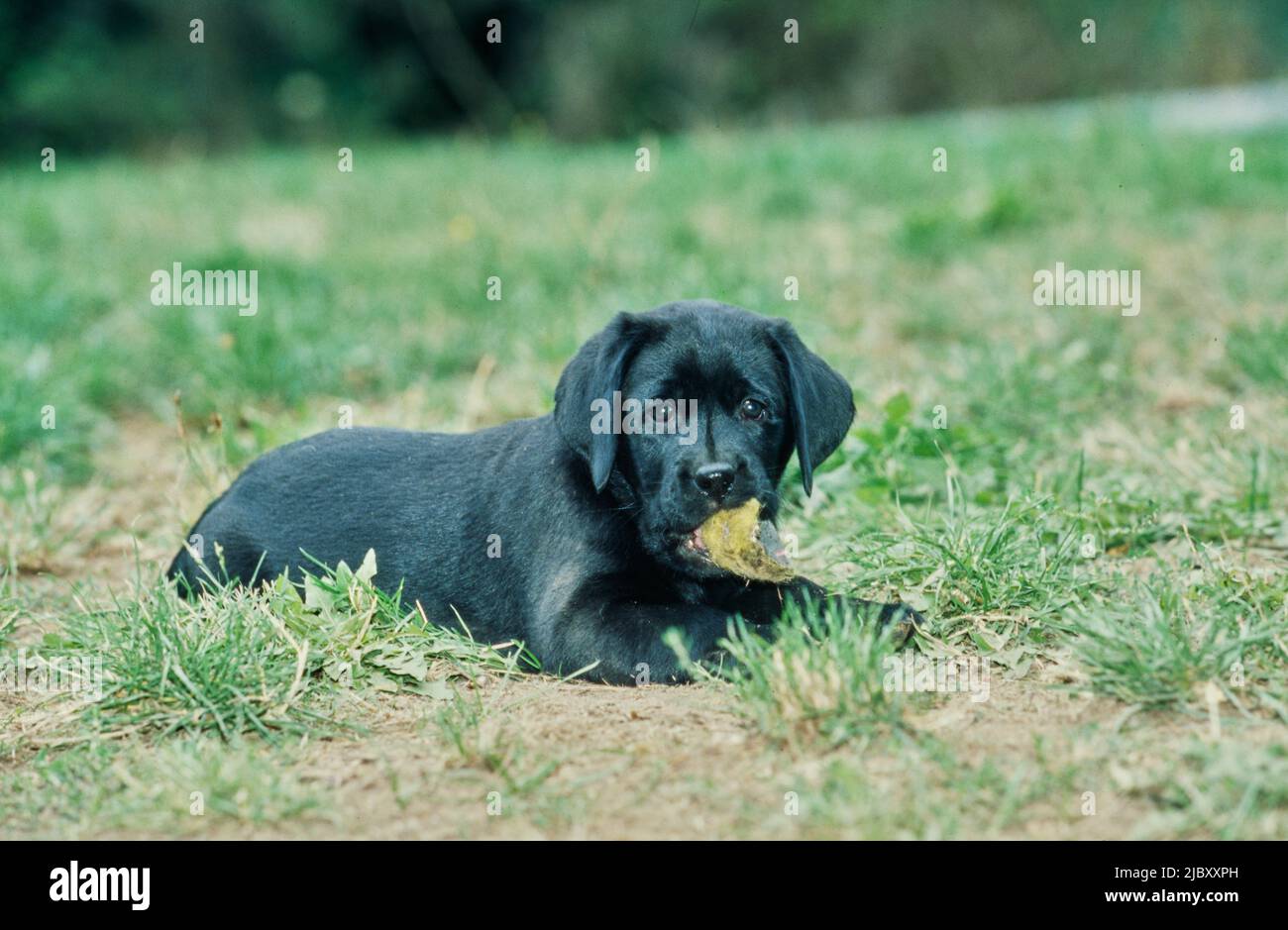 Schwarzer Laborwelpe im Gras Kaukugelstück Stockfoto