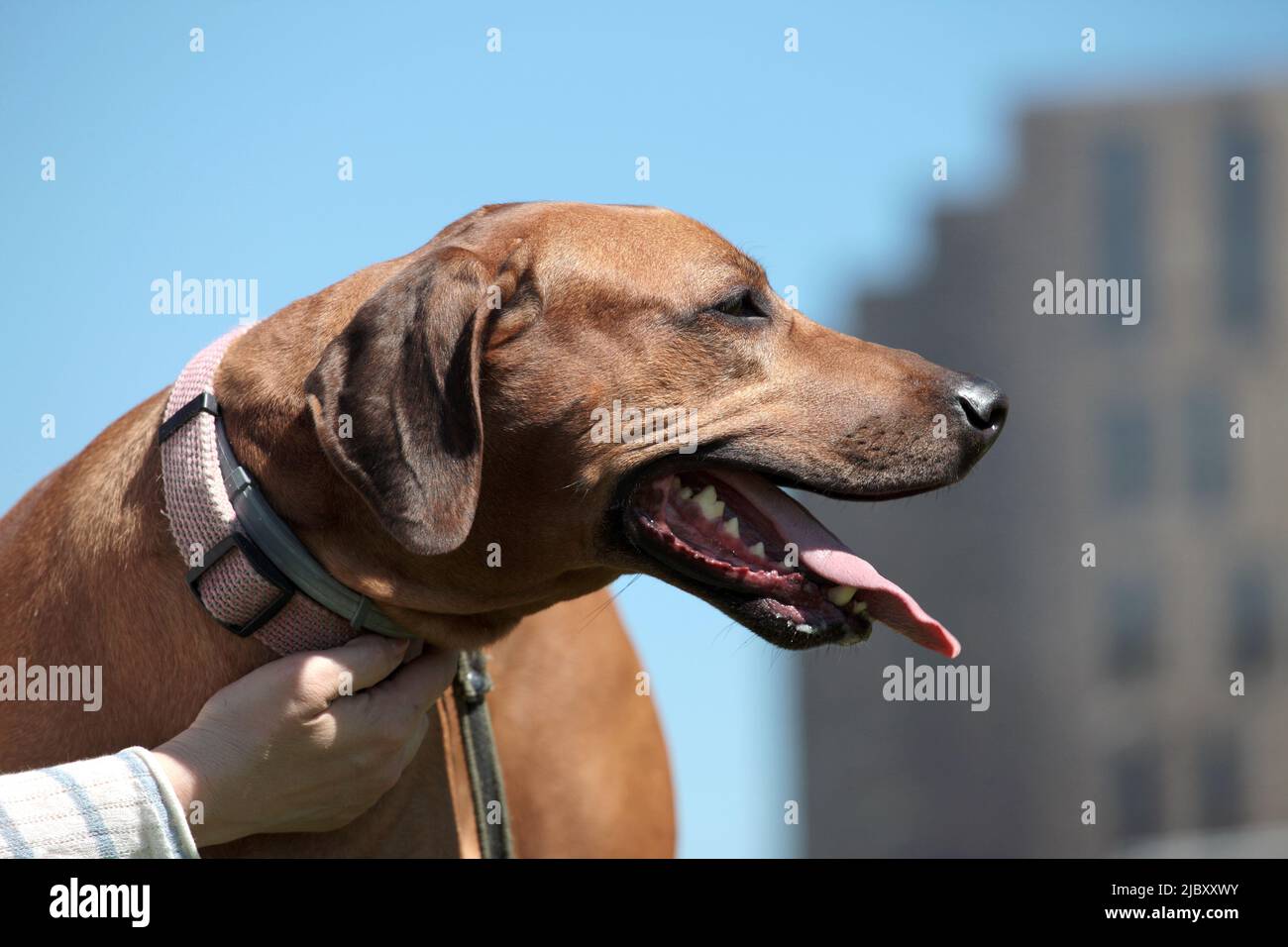 Schöner Hund rhodesian ridgeback Hund draußen auf einem Feld Stockfoto
