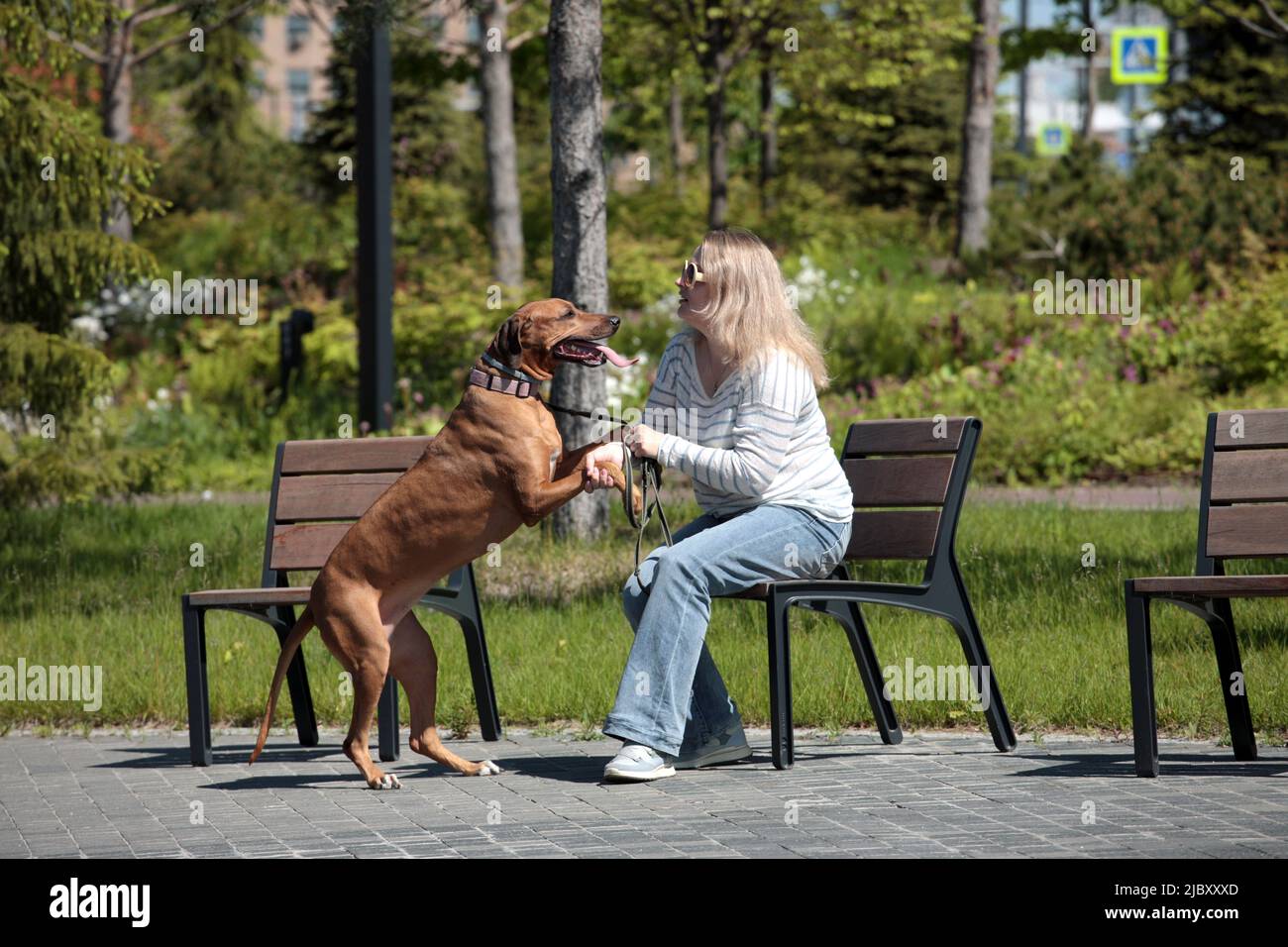 Schöne Frau mit Hund rhodesian ridgeback Hund im Freien auf einem Feld Stockfoto