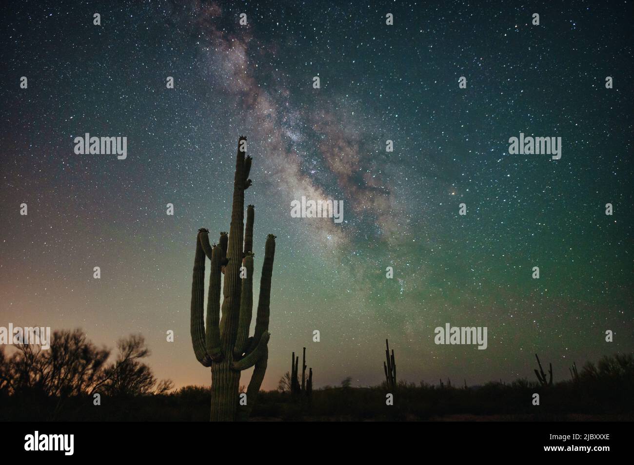 Nächtliche Wüstenlandschaft in Arizona mit Milchstraßengalaxie über Saguaro Stockfoto