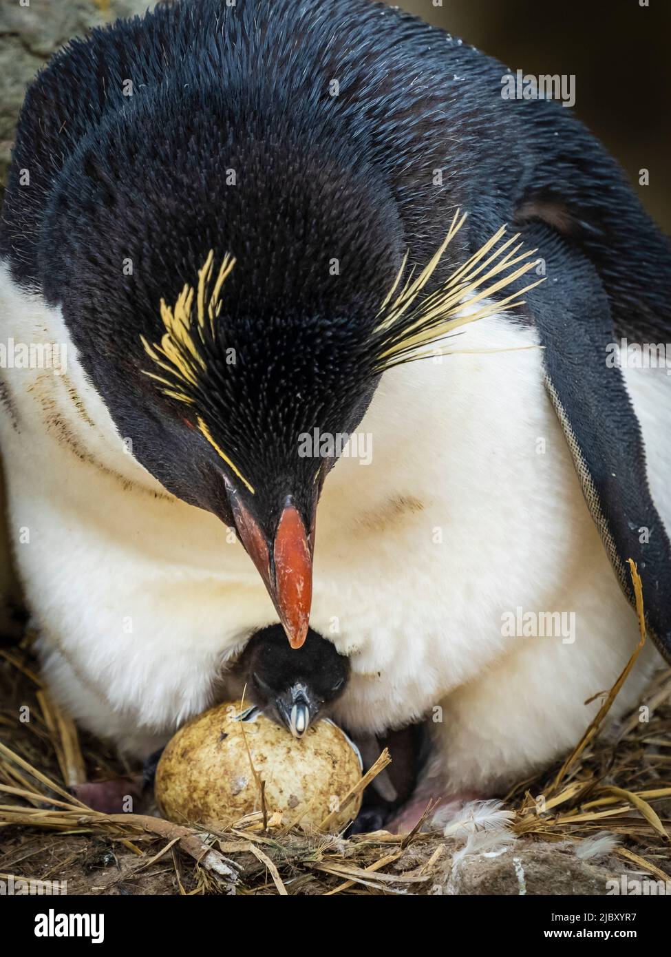 Rockhopper Pinguine (Eudytes chrysocome) mit neugeborener Chic, die auf New Island, Falkland Islands, aus dem Ei hervorgehen Stockfoto