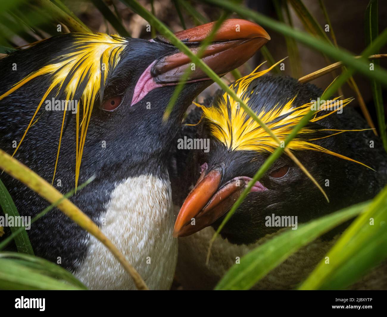 Makkaroni-Pinguine (Eudytes chrysolophus) im Tossockengras bei Cooper Bay, Südgeorgien Stockfoto