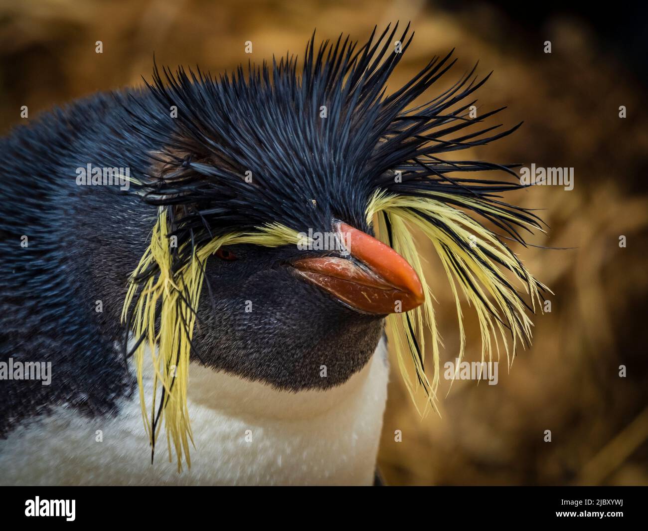 Seltene Sichtung, Northern Rockhopper Penguin, Moseley's Rockhopper Penguin oder Moseley's Penguin (Eudytes moseleyi) auf New Island, Falkland Islands Stockfoto