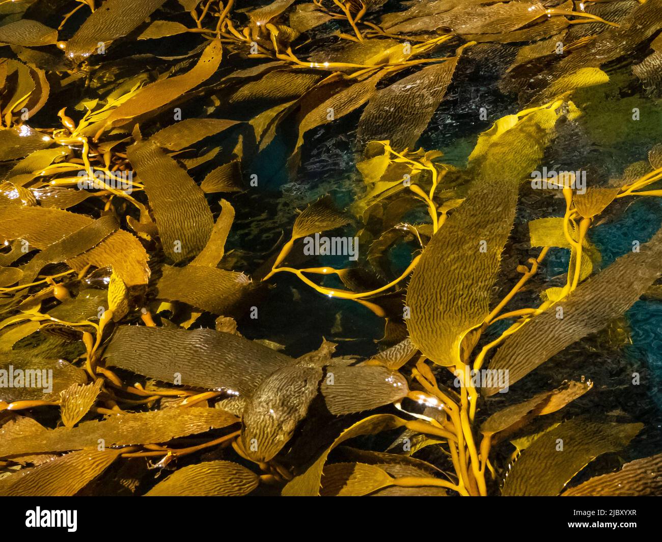 Giant Kelp (Macrocystis Spongish) in Hercules Bay, Südgeorgien Stockfoto