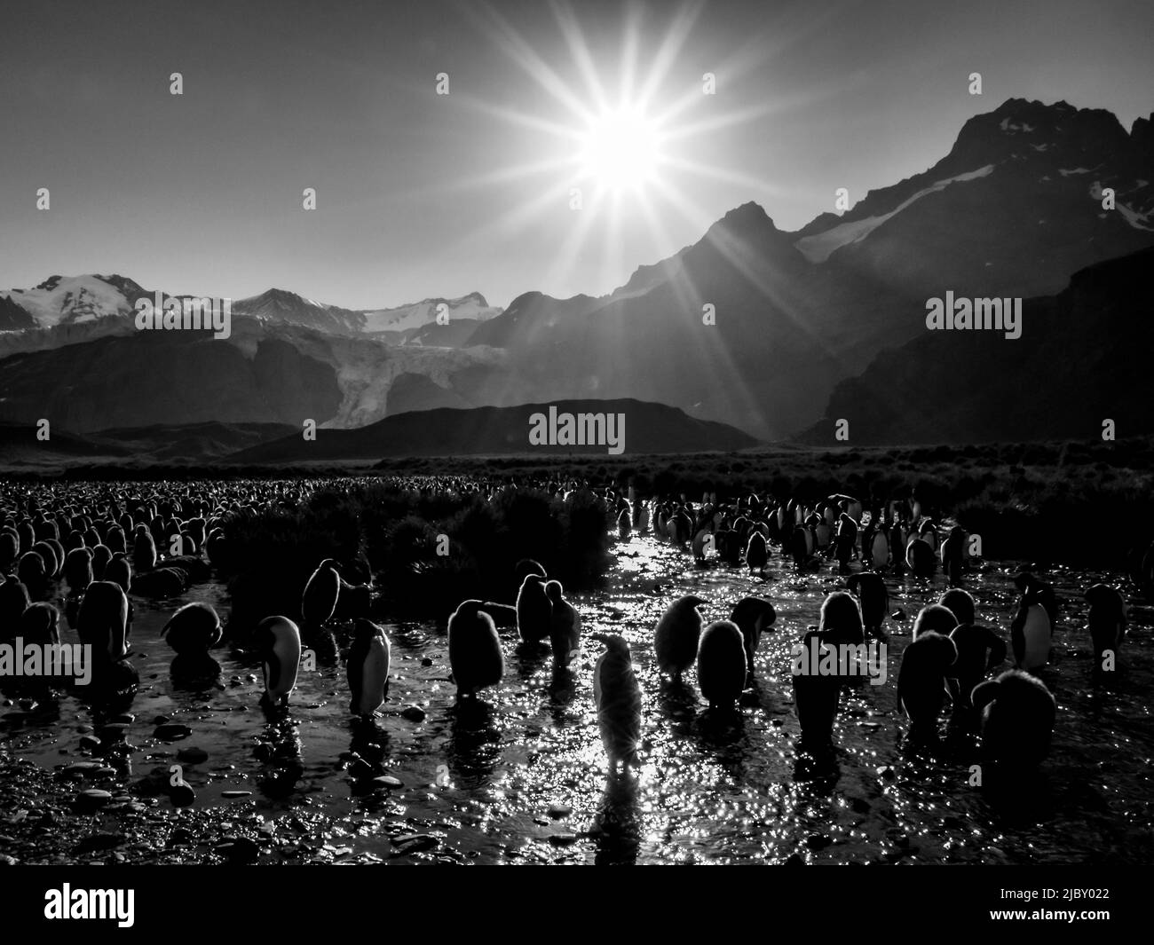Black & White, Königspinguine (Aptenodytes patagonicus) im Gold Harbour, Südgeorgien Stockfoto