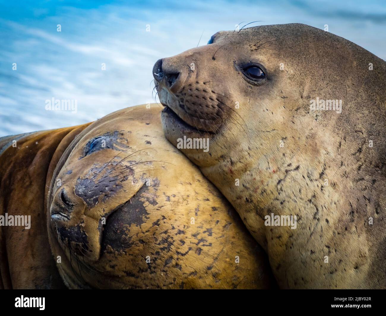 Südliche Elefantenrobbe (Mirounga leonina) Welpen im Gold Harbour, Südgeorgien Stockfoto