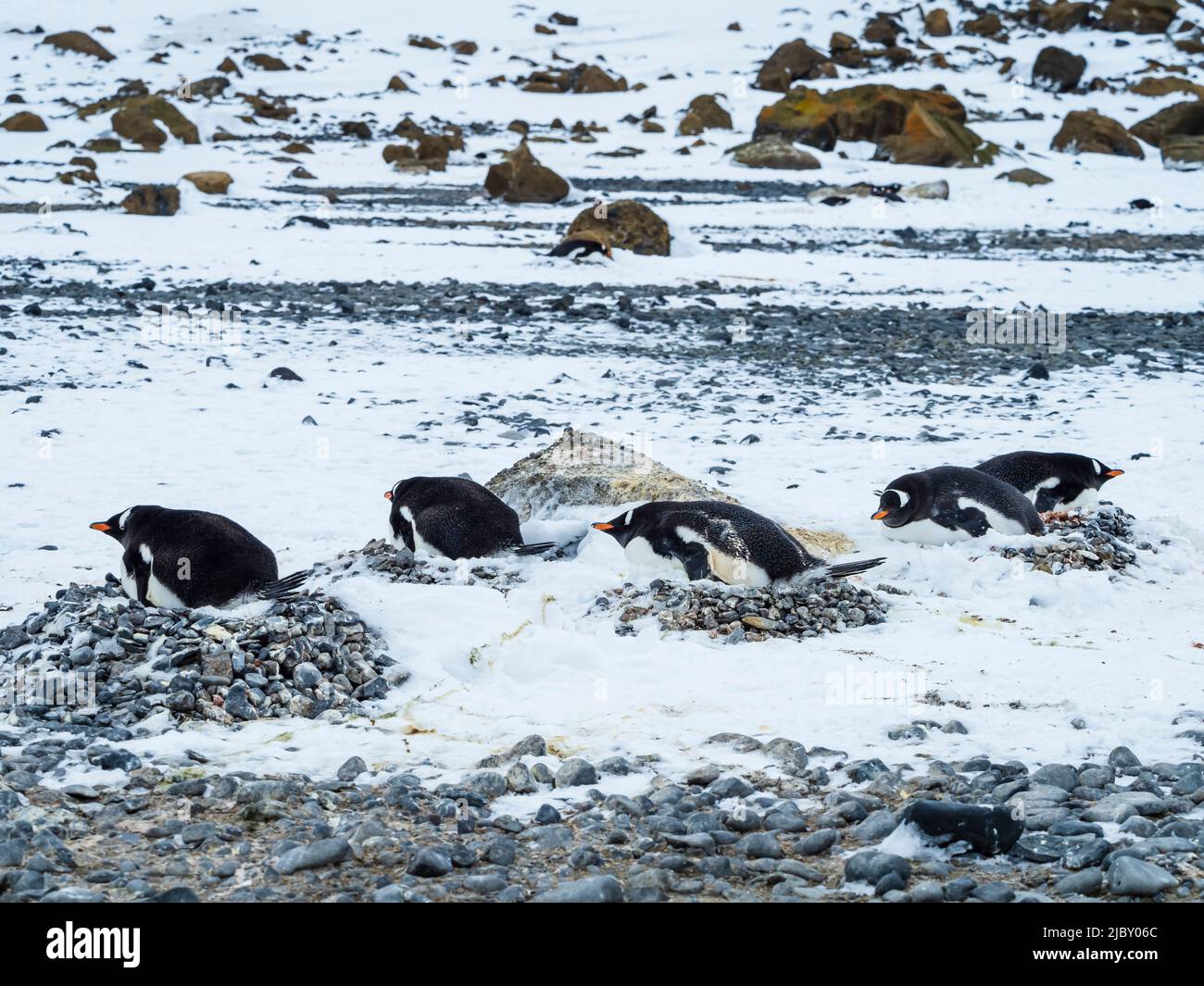Nisting Gentoo Penguins (Pygoscelis papua) bei Brown Bluff, Antarktische Halbinsel Stockfoto