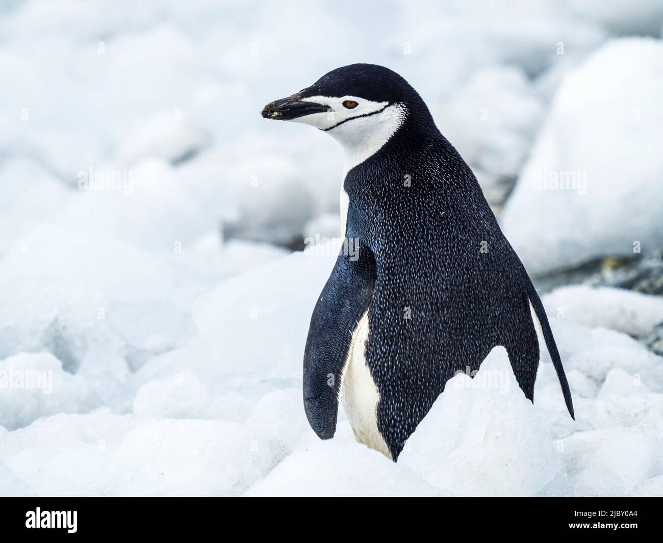 Kinnriemen-Pinguin (Pygoscelis antarcticus) im Eis auf der Krönungsinsel, den südlichen Orkney-Inseln, der Antarktis Stockfoto