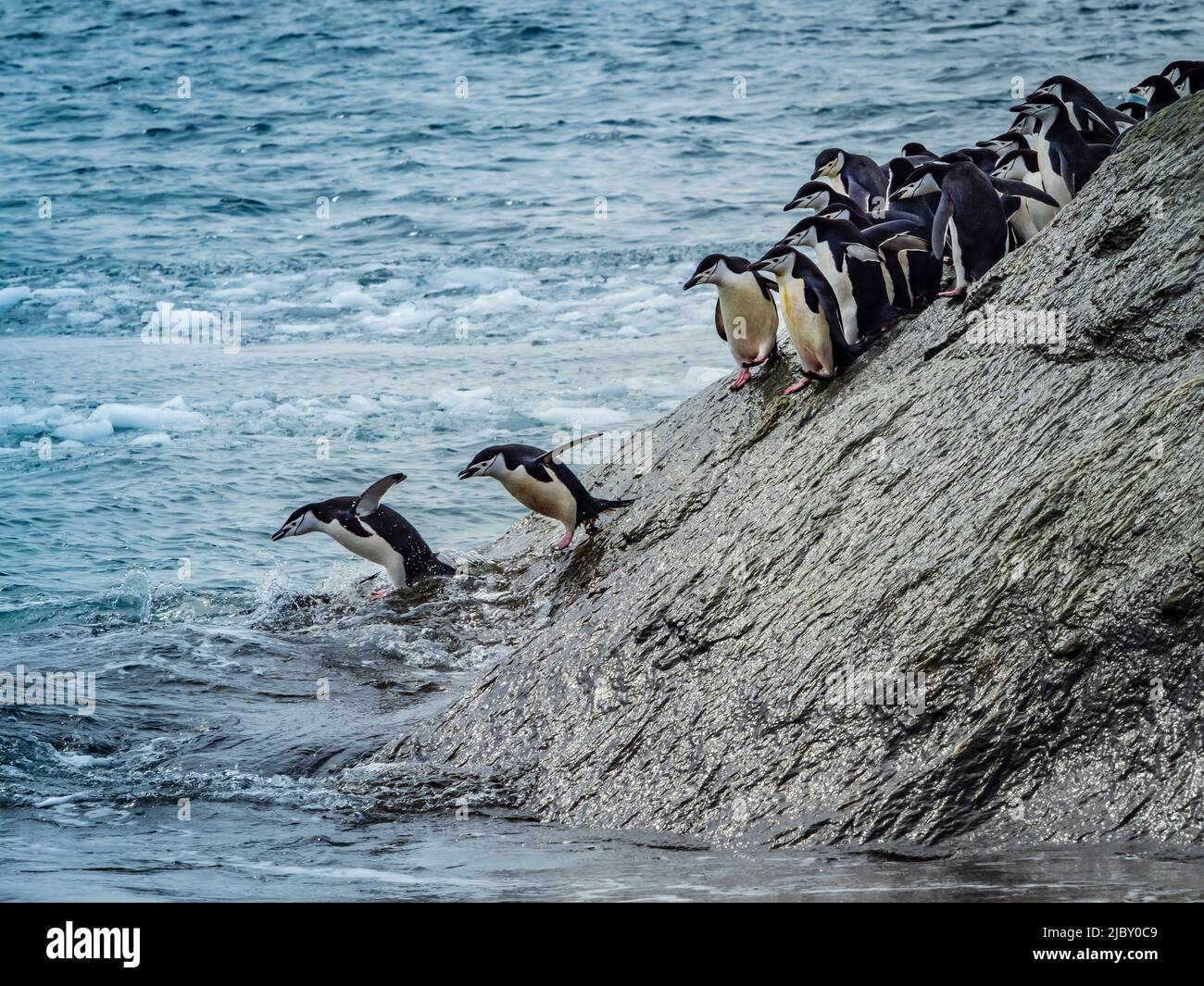 Kinnriemen-Pinguine (Pygoscelis antarcticus) stehen zum Springen auf, Südliche Orkney-Inseln, Antarktis Stockfoto