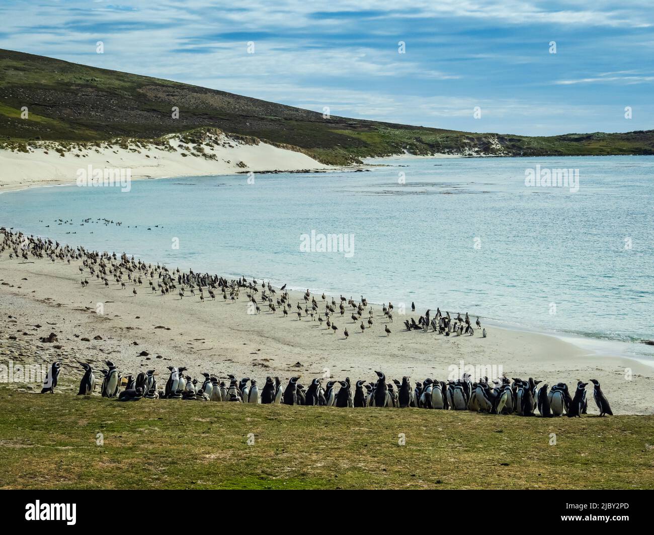 Kelp-Gänse (Chloephaga hybrida) und Magellanic Penguins (Spheniscus magellanicus) auf den Carcass-Inseln, den Falkland-Inseln Stockfoto