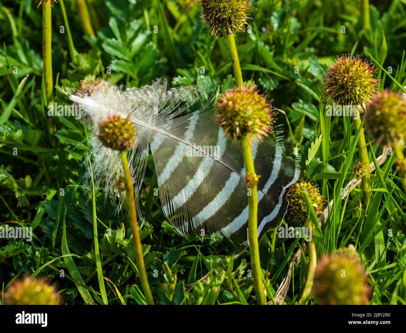 Gänsefedern auf Carcass Island, Falkland Islands Stockfoto