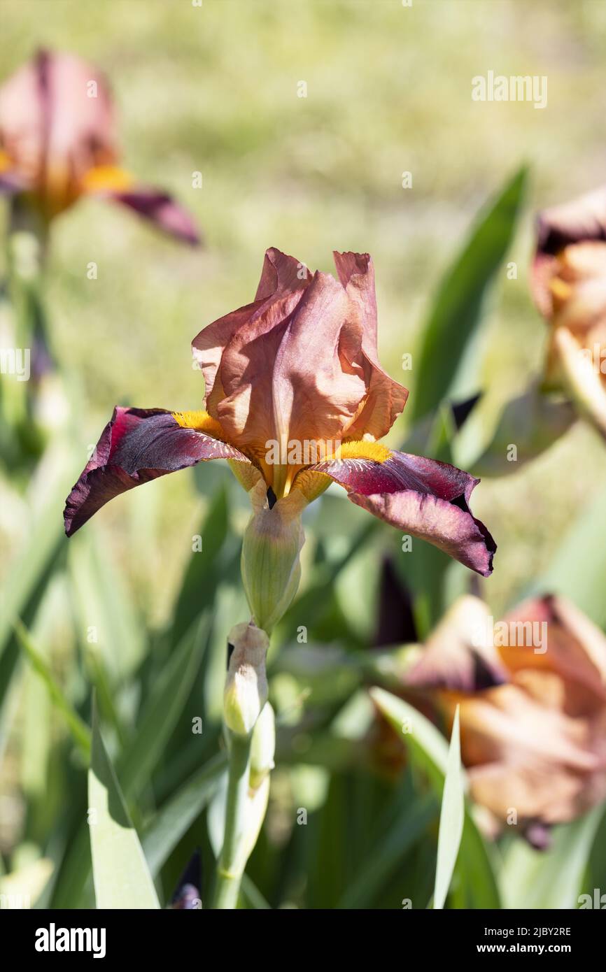 Iris „Phalanx“ Stockfoto