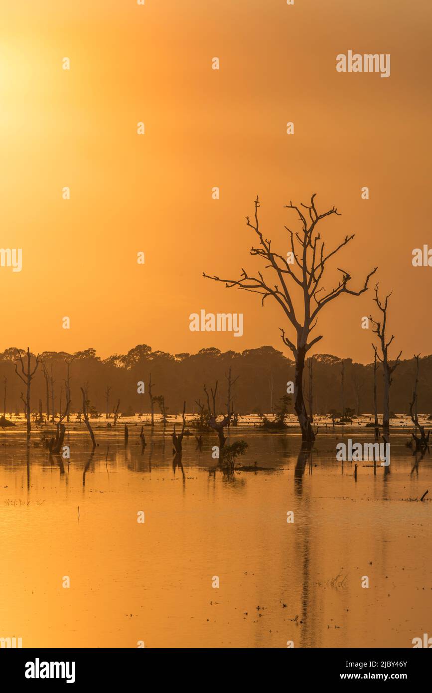 Orangefarbener Sonnenuntergang am Pool mit toten Bäumen in der Nähe von Neak Poan im Angkor-Komplex. Stockfoto
