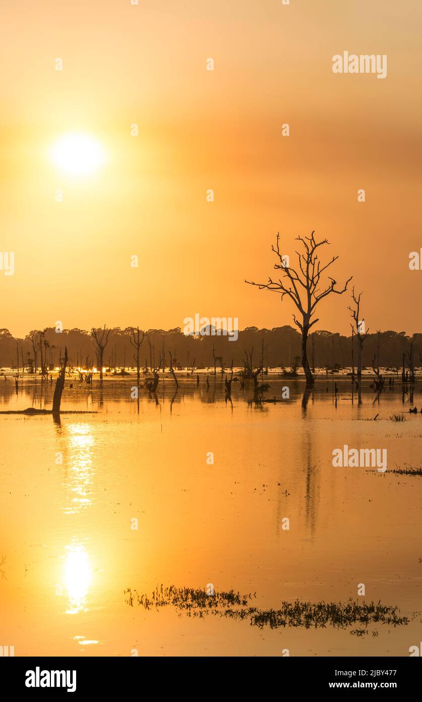 Orangefarbener Sonnenuntergang am Pool mit toten Bäumen in der Nähe von Neak Poan im Angkor-Komplex. Stockfoto