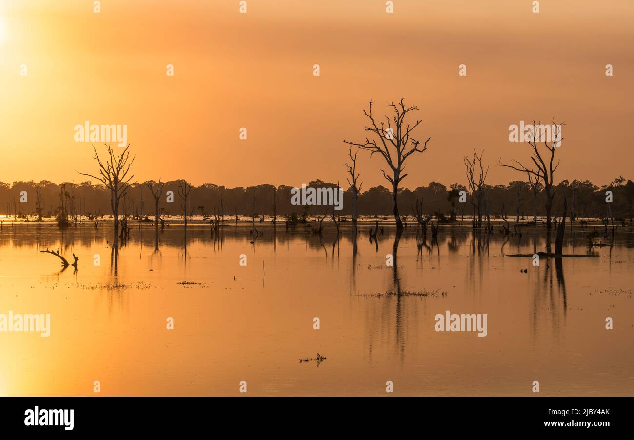 Orangefarbener Sonnenuntergang am Pool mit toten Bäumen in der Nähe von Neak Poan im Angkor-Komplex. Stockfoto