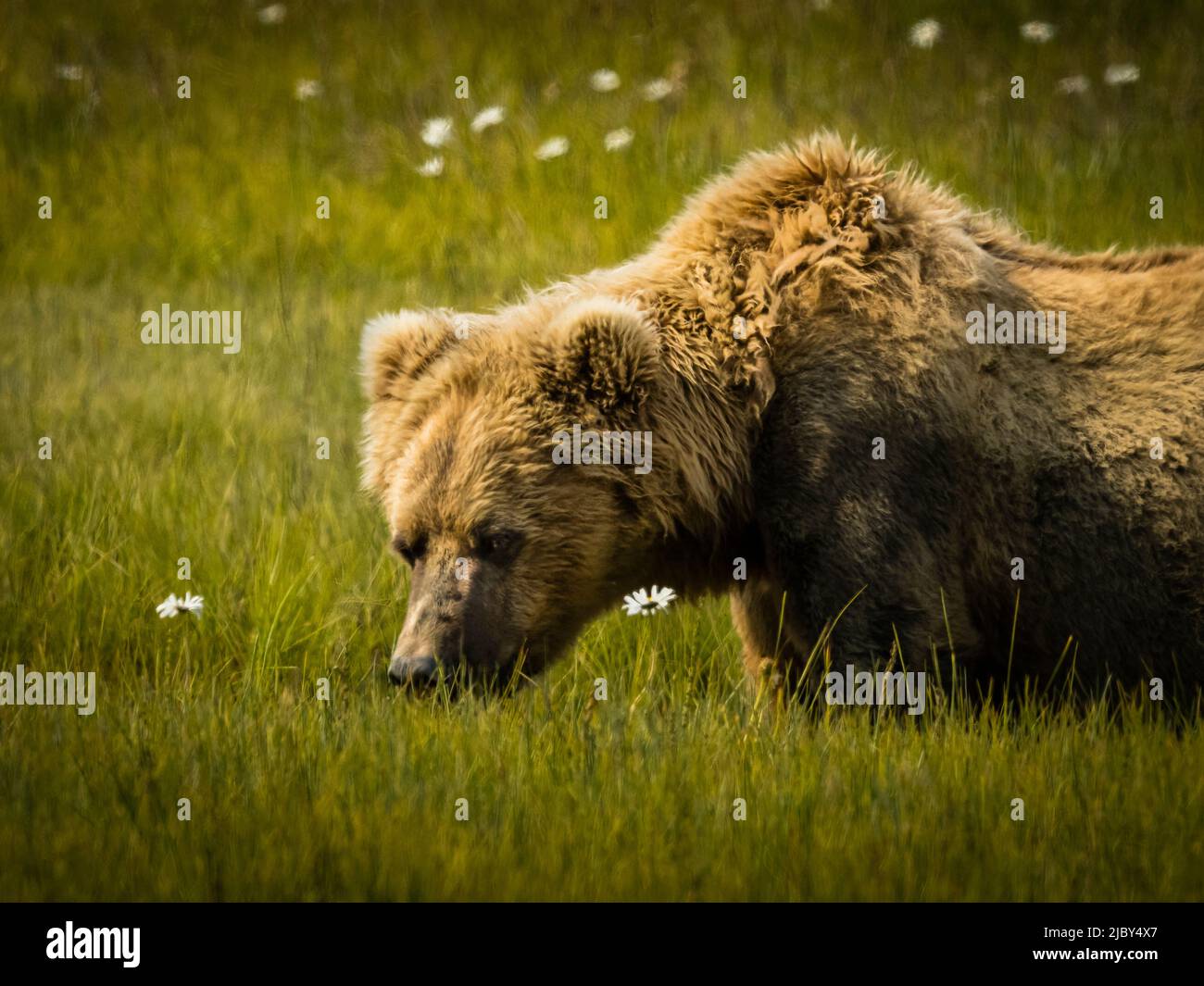 Blonde Mutter, Coastal Brown Bear (Ursus arctos horribilis) in Sedge Meadow at Hallo Bay, Katmai National Park and Preserve, Alaska Stockfoto
