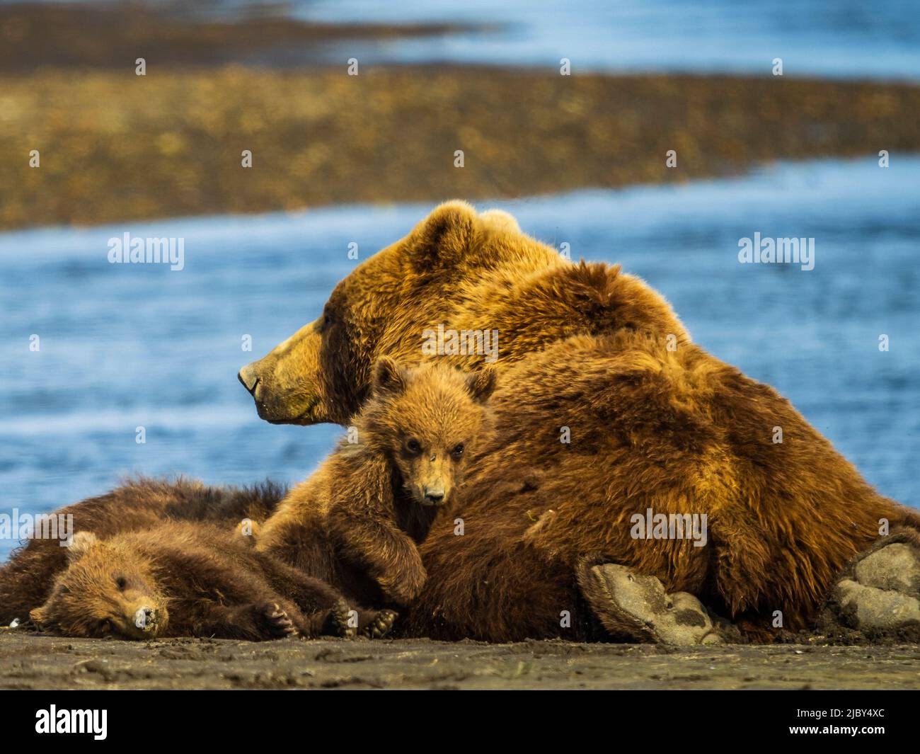 Coastal Brown Bears (Ursus arctos horribilis), die mit ihrer Mutter ausgeplündert wurden, nippen entlang des Hallo Creek, des Katmai National Park and Preserve, Alaska Stockfoto