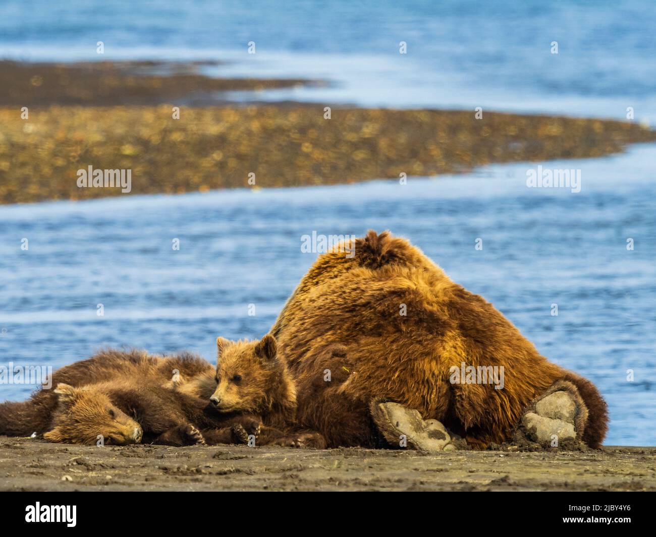 Coastal Brown Bears (Ursus arctos horribilis), die mit ihrer Mutter ausgeplündert wurden, nippen entlang des Hallo Creek, des Katmai National Park and Preserve, Alaska Stockfoto