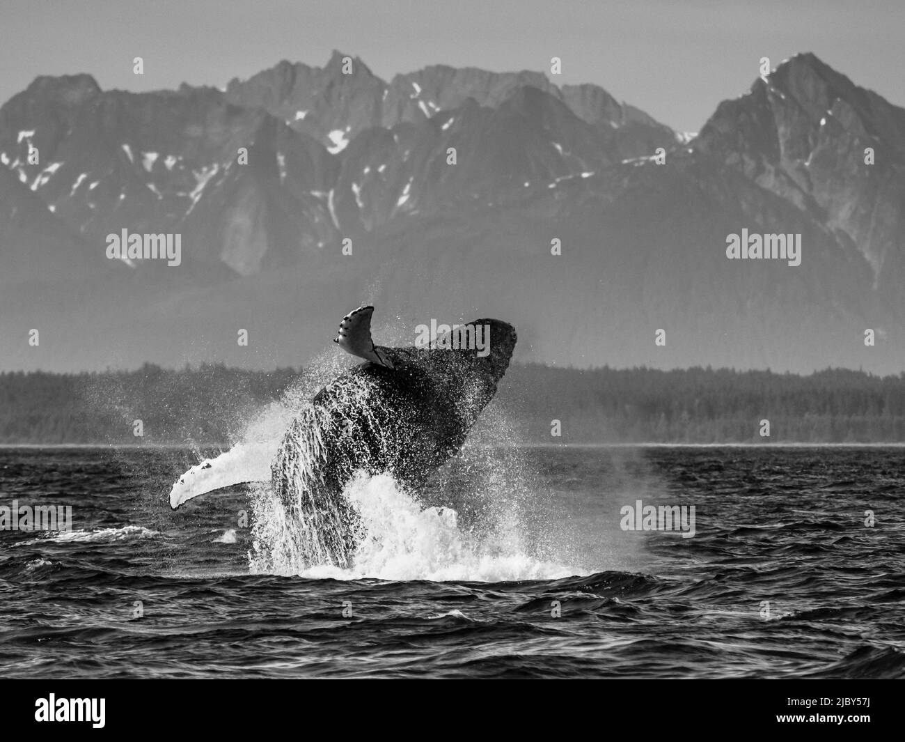 Sequenz 2, durchbrechender Wal, Buckelwal (Megaptera novaeangliae) springt über das Wasser in der Icy Strait, Alaskas Inside Passage Stockfoto