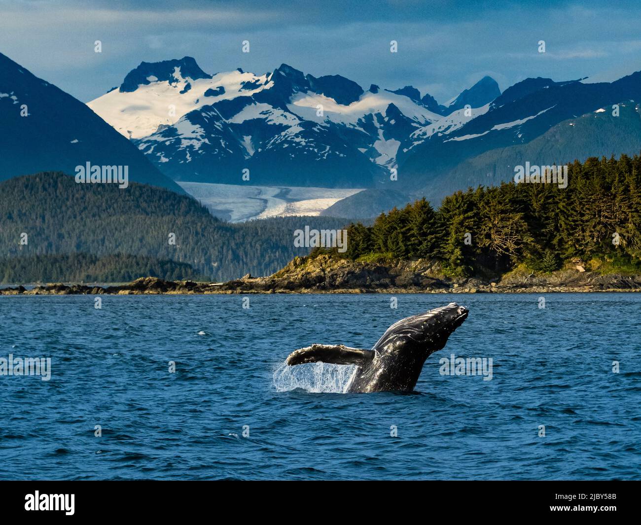 Junge Buckelwale (Megaptera novaeangliae) durchbricht Kalb in Chatham Strait, Alaskas Inside Passage Stockfoto